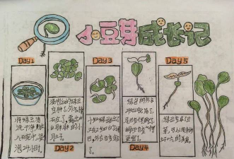 小豆芽在哪里抓