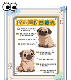 嘟嘟脸恶作剧宠物怎么选｜实用挑选技巧与热门推荐